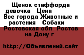 Щенок стаффорда девочка › Цена ­ 20 000 - Все города Животные и растения » Собаки   . Ростовская обл.,Ростов-на-Дону г.